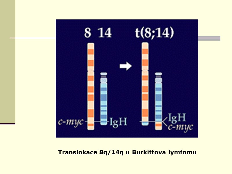 Translokace 8q/14q u Burkittova lymfomu